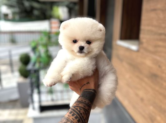 Ukrayna Giri Pomeranian Boo Yavrularımız