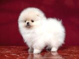 Boo Pomeranian En Küçük Boy Safkan Ayi Surat Yavrular