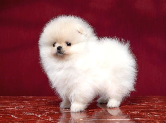 Boo Pomeranian En Küçük Boy Safkan Ayi Surat Yavrular