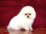Boo Pomeranian En Küçük Boy Safkan Ayi Surat Yavrular