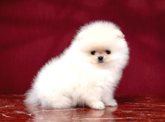 Boo Pomeranian En Küçük Boy Safkan Ayi Surat Yavrular görsel