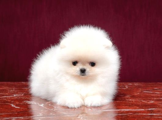 Boo Pomeranian En Küçük Boy Safkan Ayi Surat Yavrular görsel