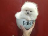 Boo Pomeranian En Küçük Boy Safkan Ayi Surat Yavrular
