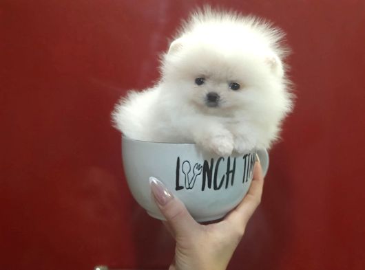 Boo Pomeranian En Küçük Boy Safkan Ayi Surat Yavrular görsel