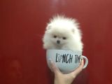 Boo Pomeranian En Küçük Boy Safkan Ayi Surat Yavrular