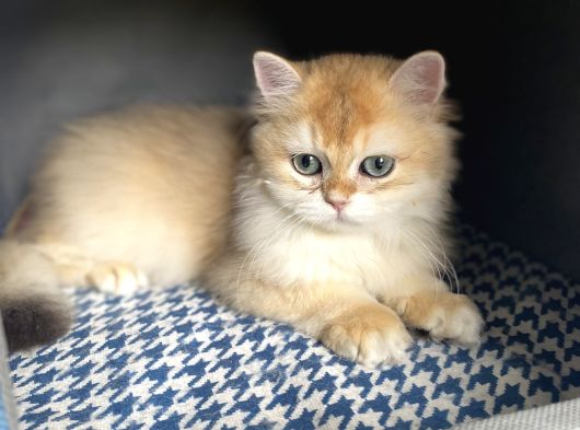 Safkan Golden Long Hair Yavru görsel