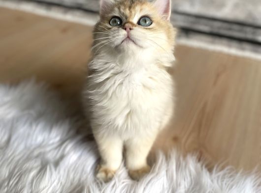 Safkan Golden Long Hair Yavru görsel