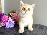 Show Kalite Golden Ny11 British Shorthair