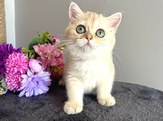 Show Kalite Golden Ny11 British Shorthair görsel