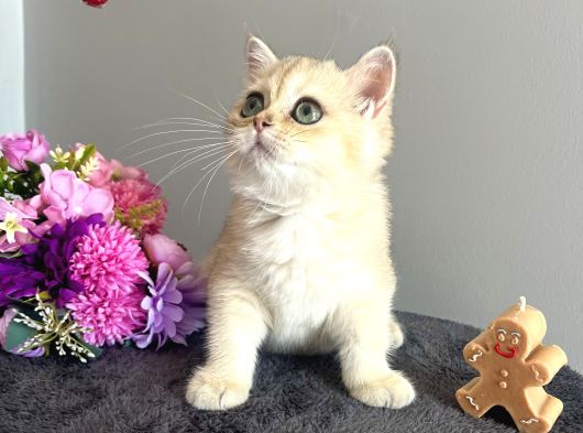 Show Kalite Golden Ny11 British Shorthair görsel