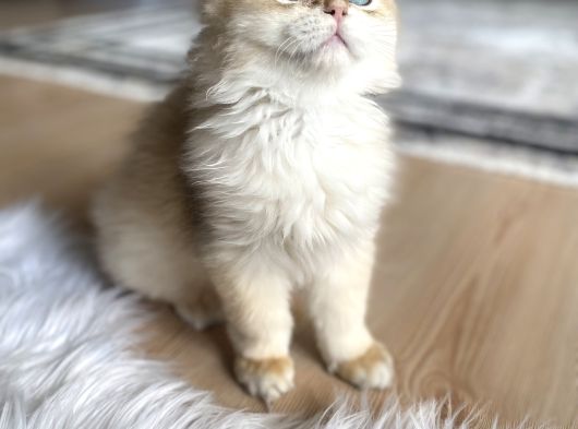 Safkan Golden Long Hair Yavru görsel
