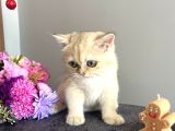 Show Kalite Golden Ny11 British Shorthair