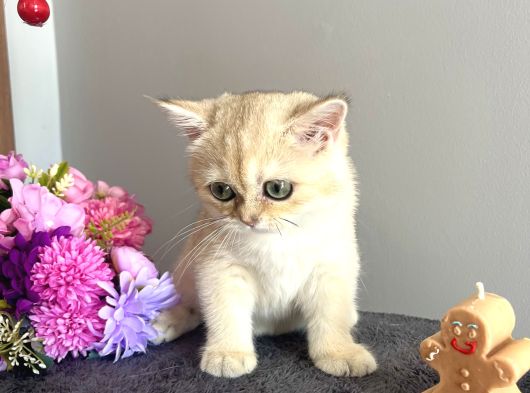 Show Kalite Golden Ny11 British Shorthair görsel