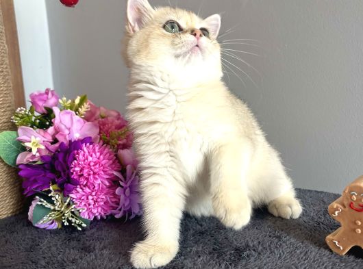 Show Kalite Golden Ny11 British Shorthair görsel