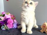 Show Kalite Golden Ny11 British Shorthair