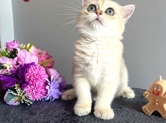 Show Kalite Golden Ny11 British Shorthair