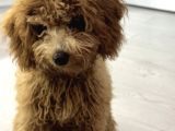 Toy Poodle Yeni Ailesini Arıyor