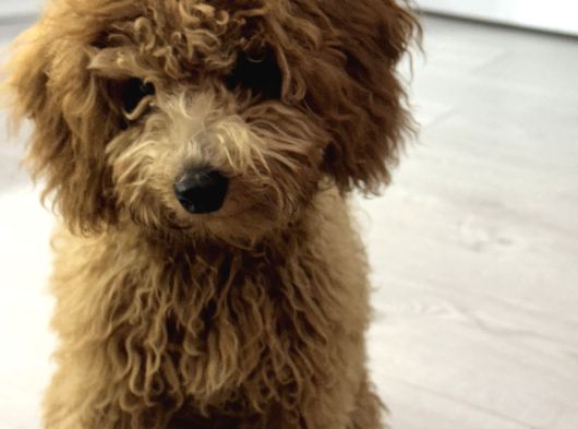 Toy Poodle Yeni Ailesini Arıyor görsel