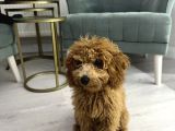 Toy Poodle Yeni Ailesini Arıyor