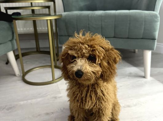 Toy Poodle Yeni Ailesini Arıyor görsel