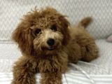 Toy Poodle Yeni Ailesini Arıyor