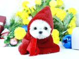 Korean Maltese Terrier Teacup Yavrularımız