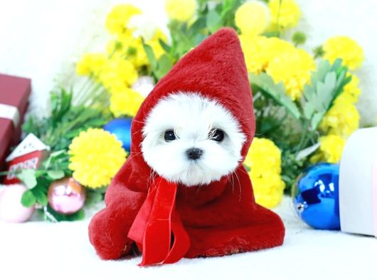 Korean Maltese Terrier Teacup Yavrularımız