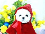 Korean Maltese Terrier Teacup Yavrularımız