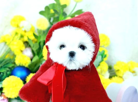 Korean Maltese Terrier Teacup Yavrularımız görsel