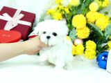 Korean Maltese Terrier Teacup Yavrularımız