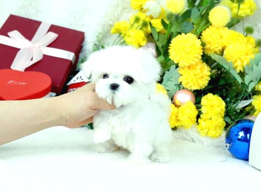 Korean Maltese Terrier Teacup Yavrularımız görsel