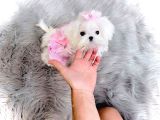 Korean Maltese Terrier Teacup Yavrularımız