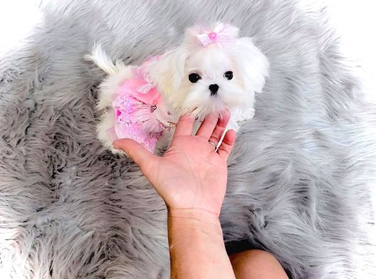Korean Maltese Terrier Teacup Yavrularımız görsel