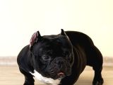 Exotic Bully