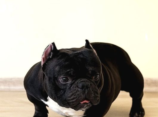 Exotic Bully görsel