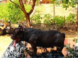 Exotic Bully