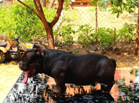 Exotic Bully görsel