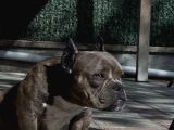 Exotic Bully