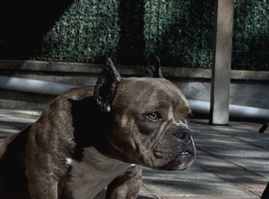 Exotic Bully görsel