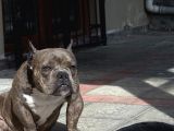 Exotic bully
