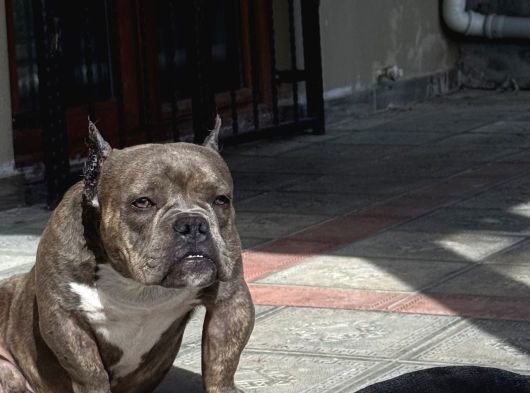 Exotic Bully
