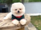 Villadan Teslim Üst Düzey Pomeranian Boo Yavrularımız
