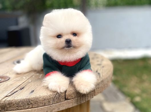 Villadan Teslim Üst Düzey Pomeranian Boo Yavrularımız görsel