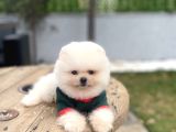 Villadan Teslim Üst Düzey pomeranian Boo Yavrularımız