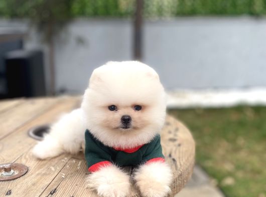 Villadan Teslim Üst Düzey Pomeranian Boo Yavrularımız