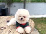 Villadan Teslim Üst Düzey Pomeranian Boo Yavrularımız