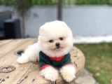 Villadan Teslim Üst Düzey Pomeranian Boo Yavrularımız