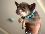Minik Ama Kocaman Kalpli Chihuahua Yavruları Yeni Yuvaya Hazır