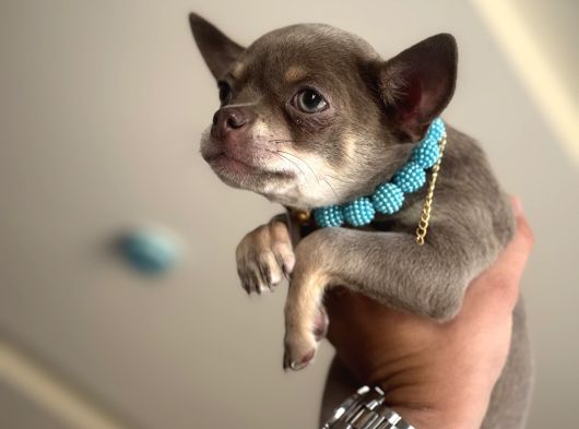 Minik Ama Kocaman Kalpli Chihuahua Yavruları Yeni Yuvaya Hazır görsel