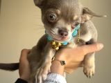 Minik Ama Kocaman Kalpli Chihuahua Yavruları Yeni Yuvaya hazır